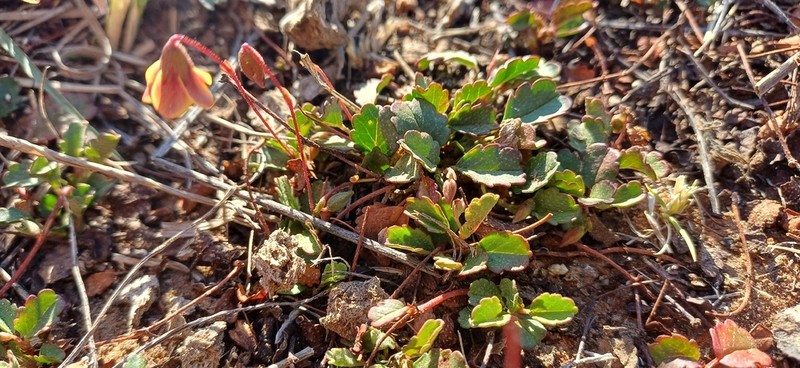 Hermannia linnaeoides photo 3