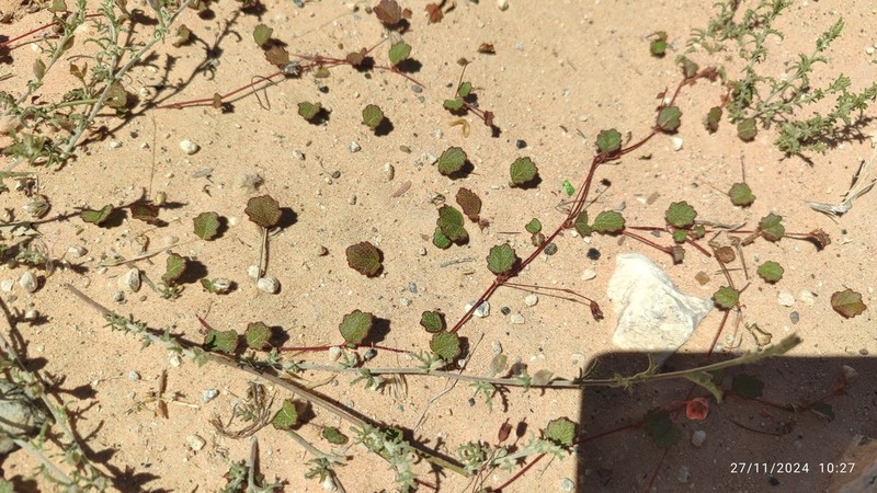 Hermannia linnaeoides photo 4
