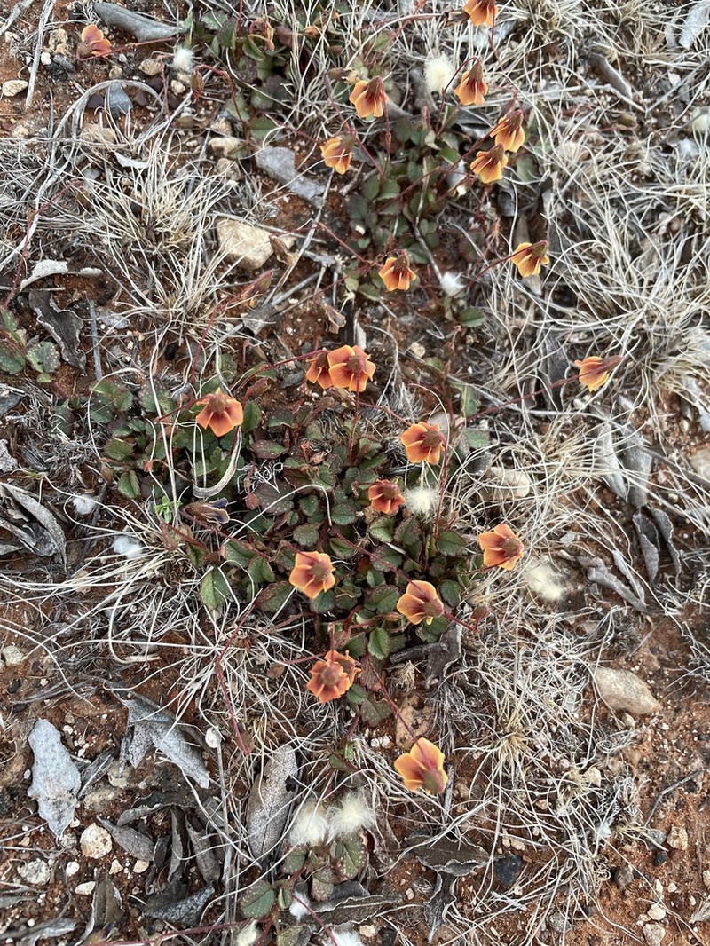 Hermannia linnaeoides photo 5