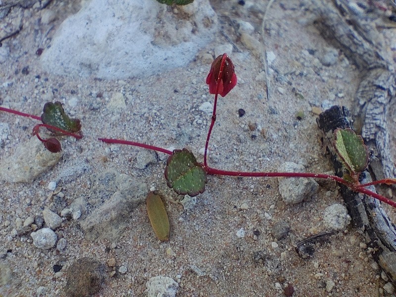 Hermannia linnaeoides photo 6