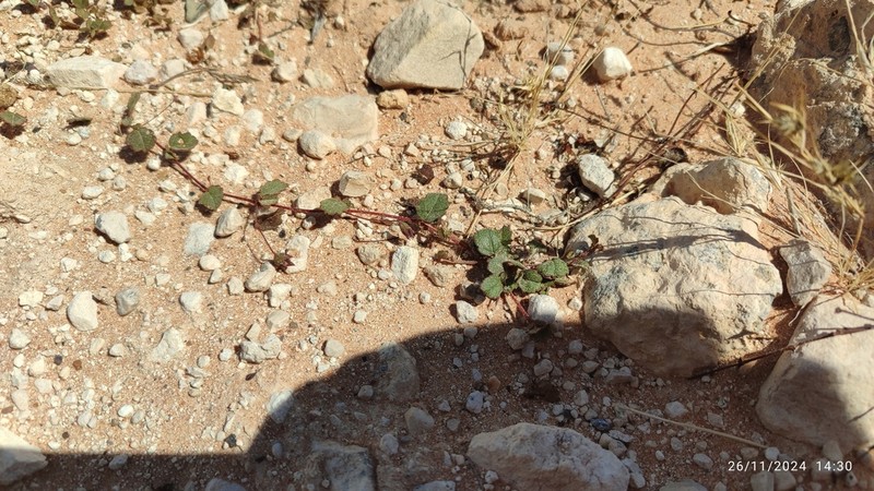 Hermannia linnaeoides photo 7