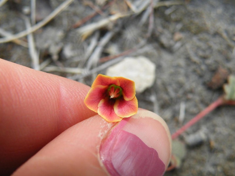 Hermannia linnaeoides photo 8
