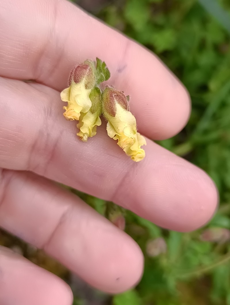 Hermannia litoralis