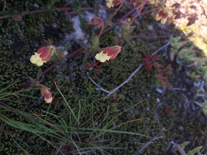 Hermannia litoralis photo 2
