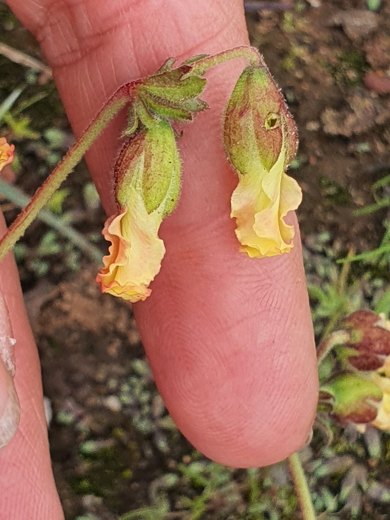Hermannia litoralis photo 3