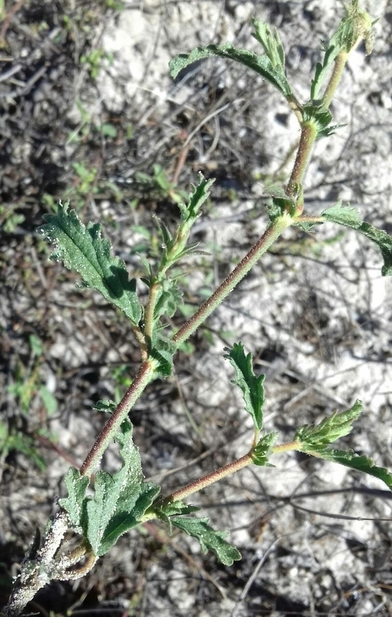 Hermannia litoralis photo 5