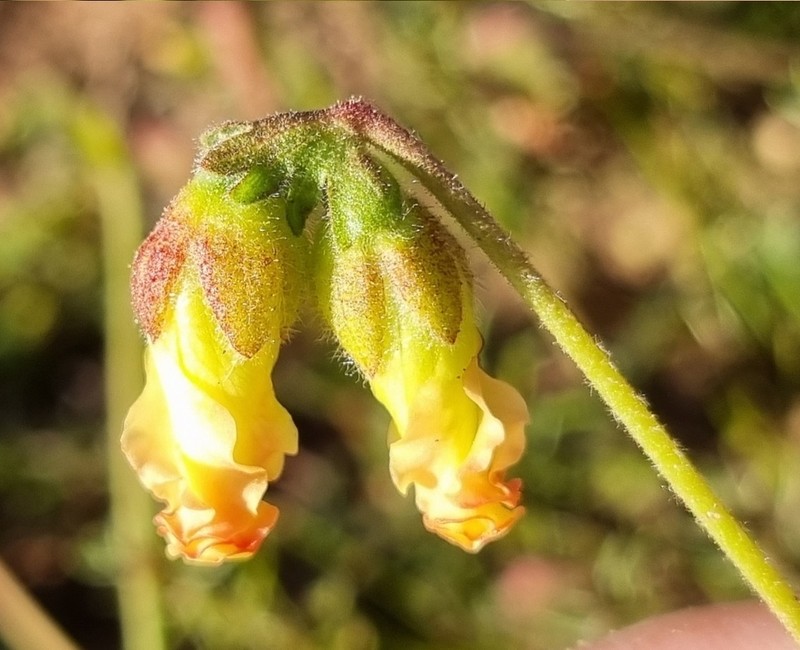 Hermannia litoralis photo 6