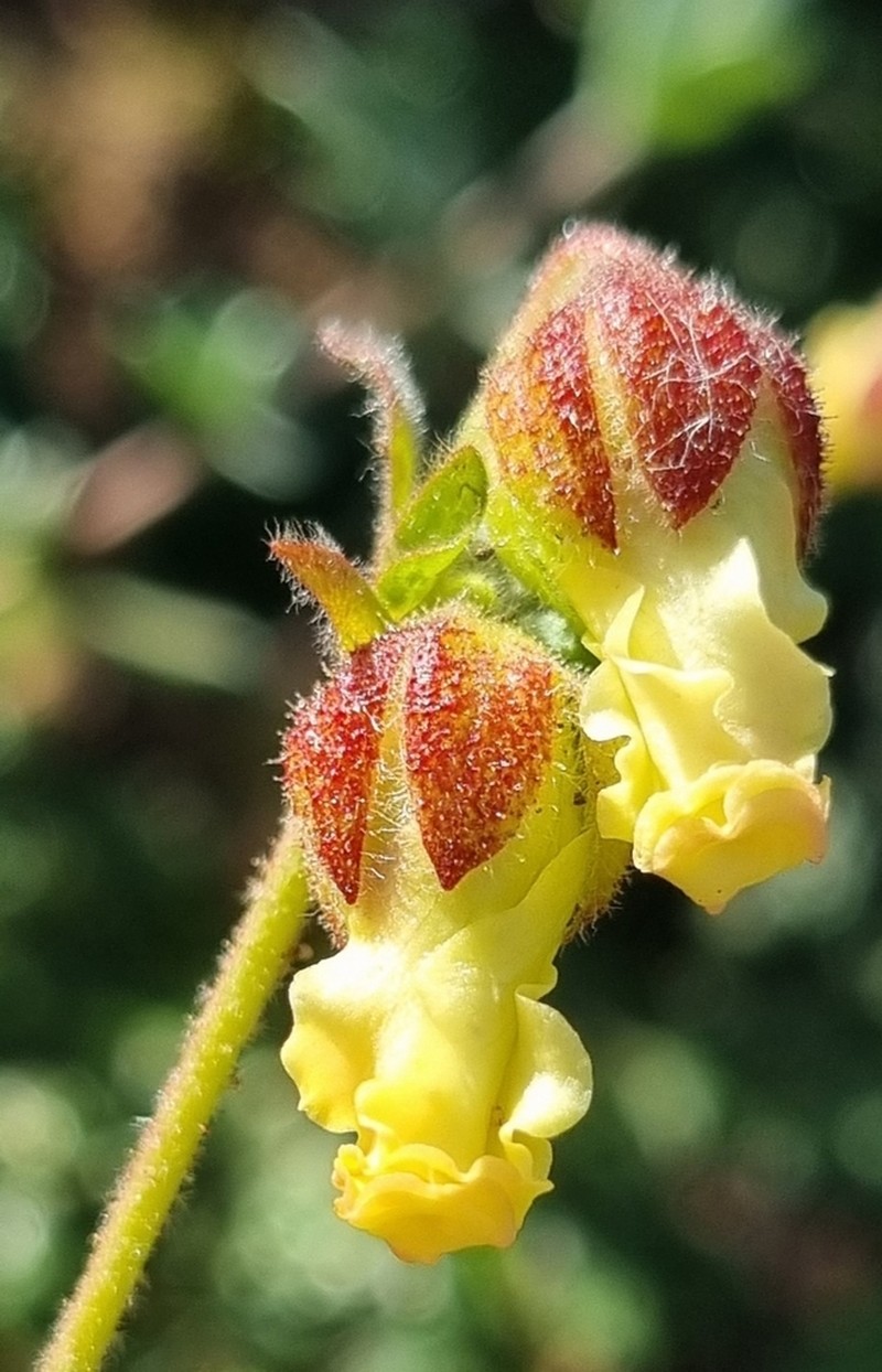 Hermannia litoralis photo 8