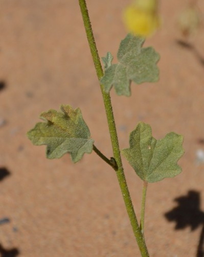 Hermannia macra photo 7