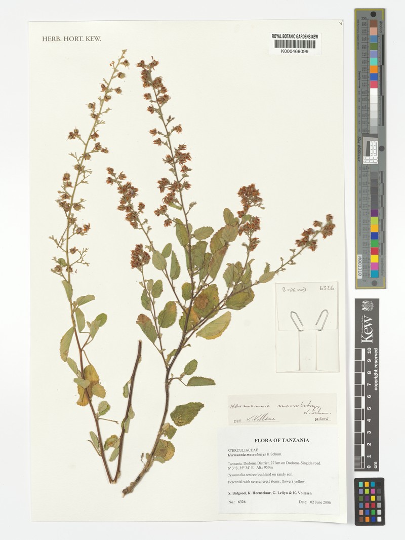 Hermannia macrobotrys