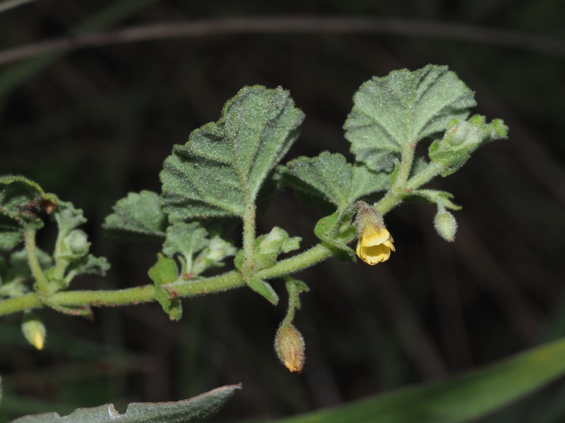 Hermannia malvifolia