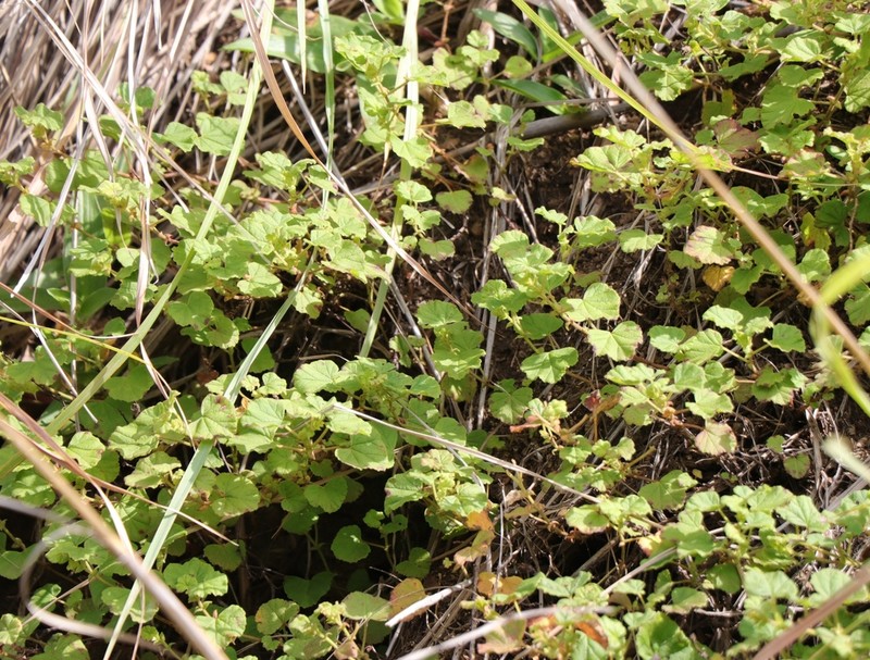 Hermannia malvifolia photo 3