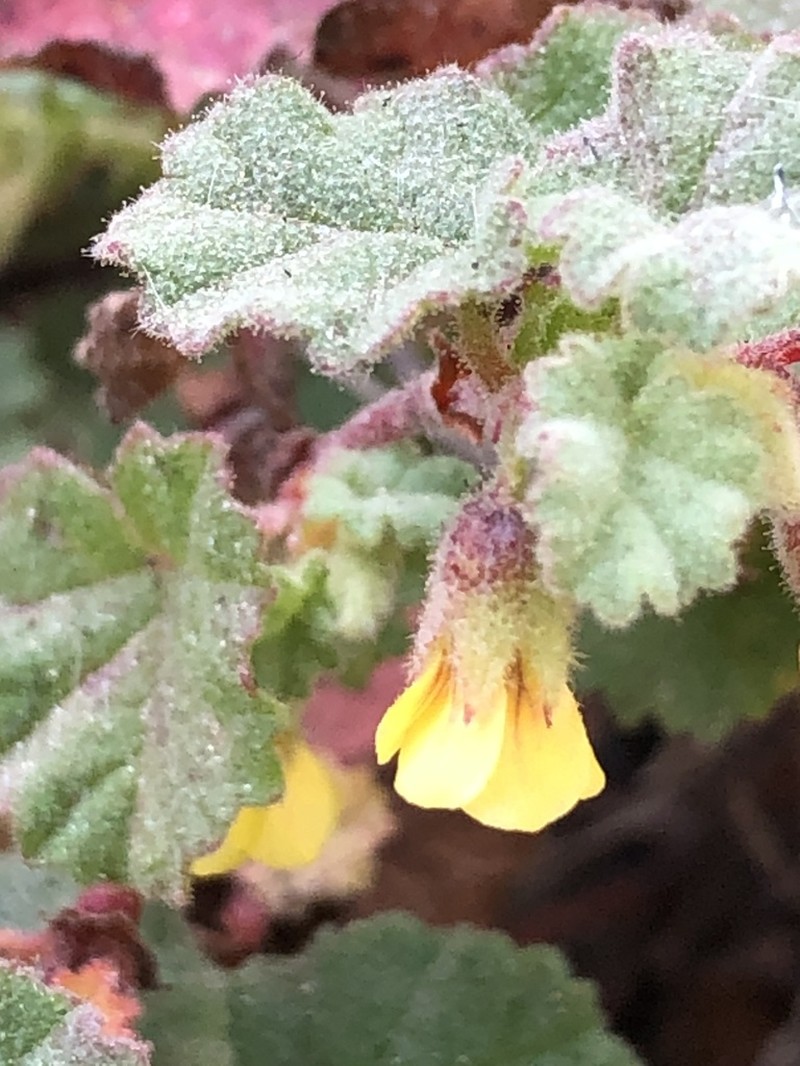 Hermannia malvifolia photo 4