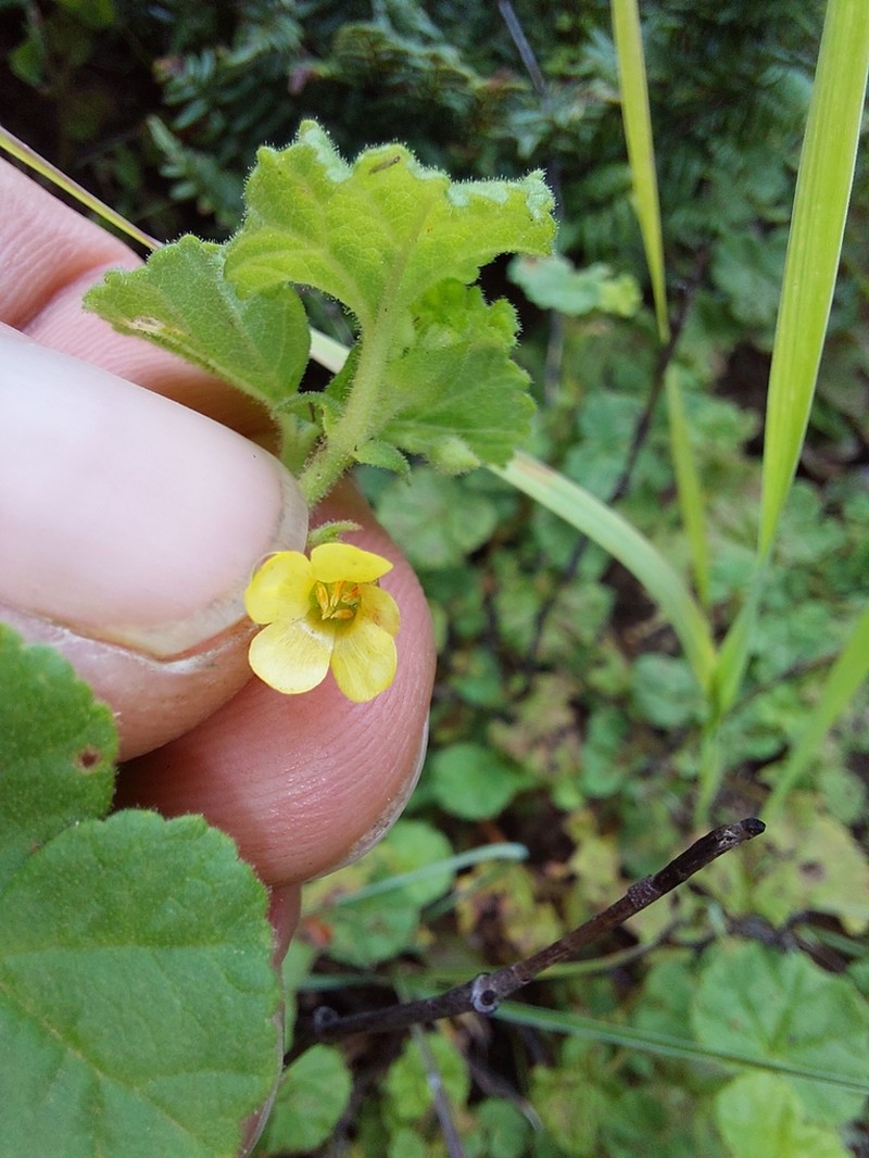 Hermannia malvifolia photo 5