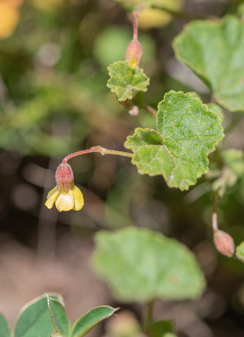 Hermannia malvifolia photo 6