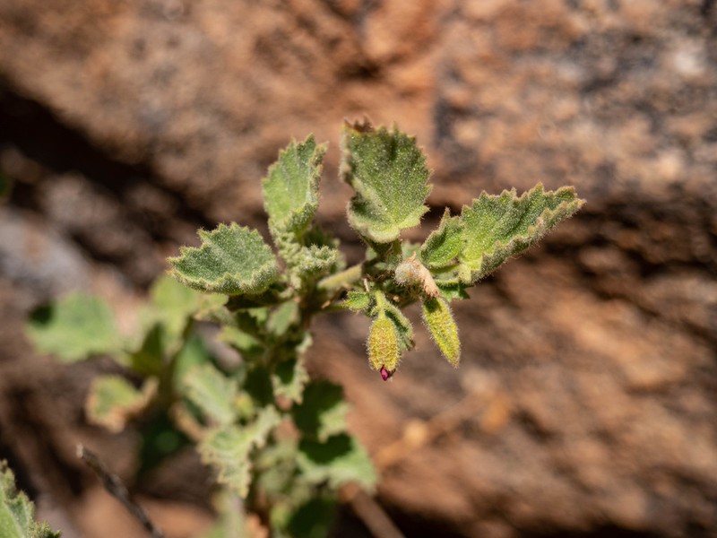 Hermannia merxmuelleri
