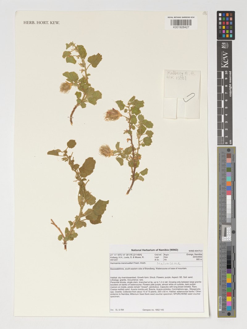 Hermannia merxmuelleri photo 2