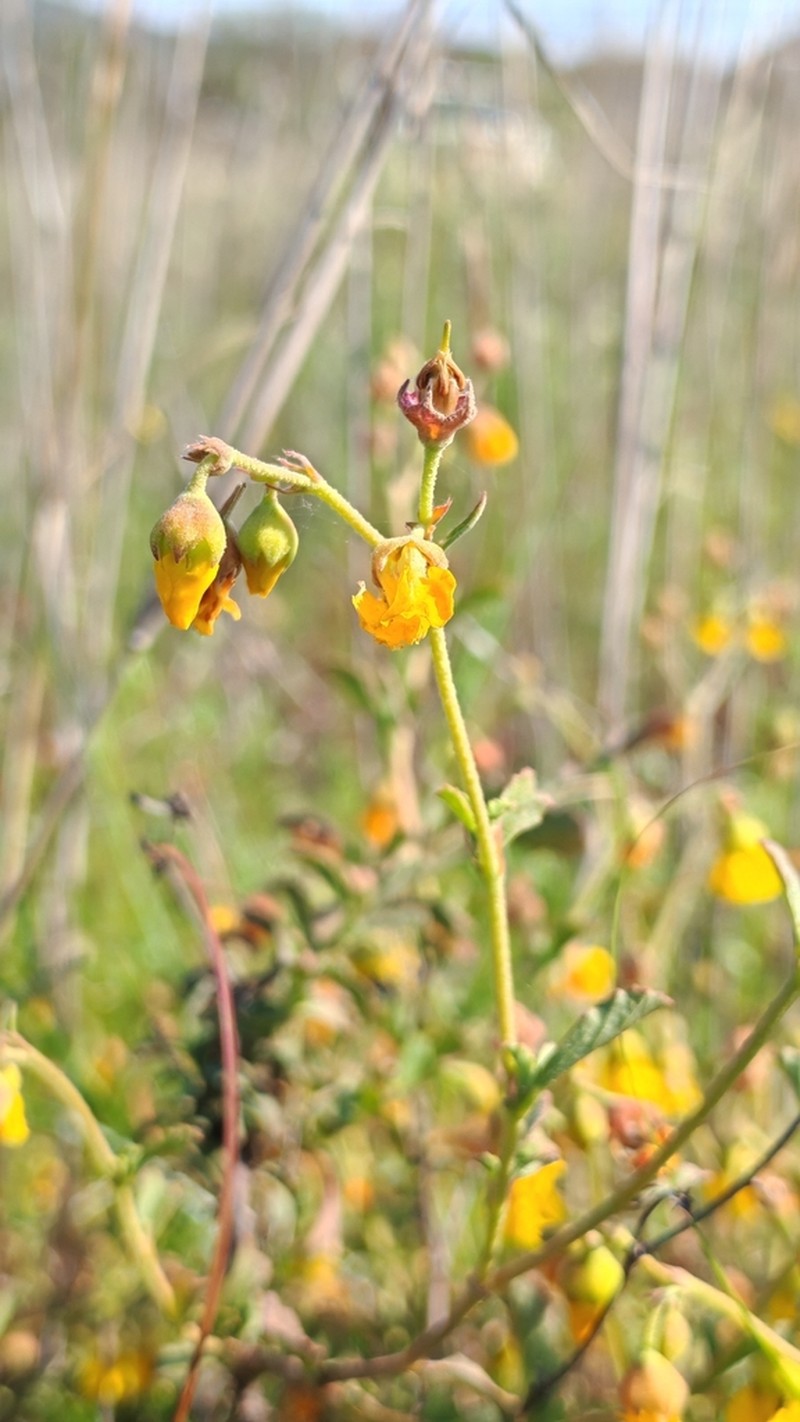 Hermannia micrantha