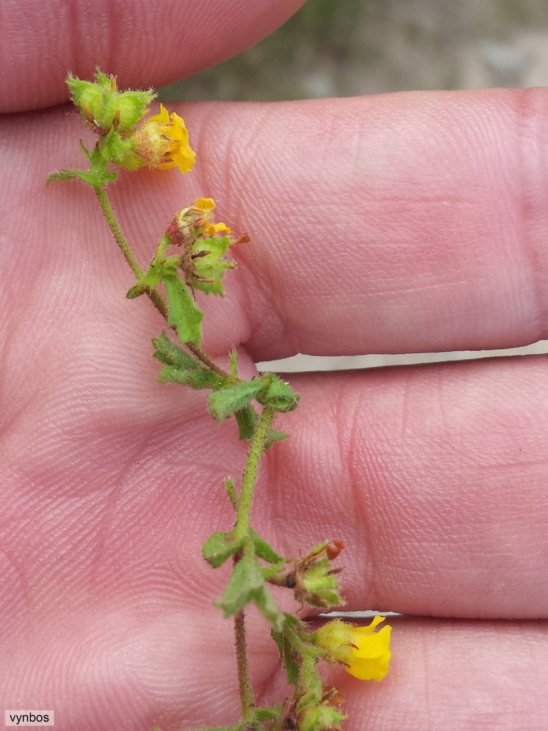 Hermannia micrantha photo 3