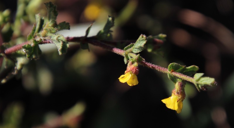 Hermannia micrantha photo 4