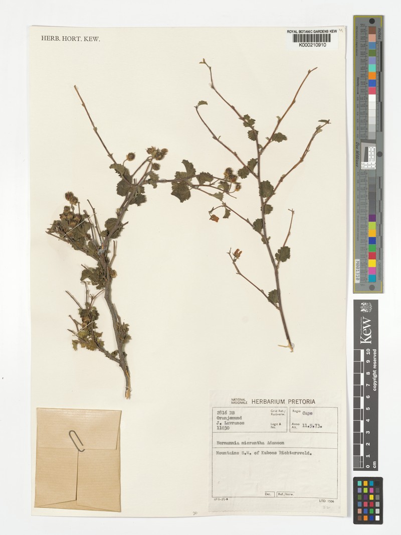 Hermannia micrantha photo 5