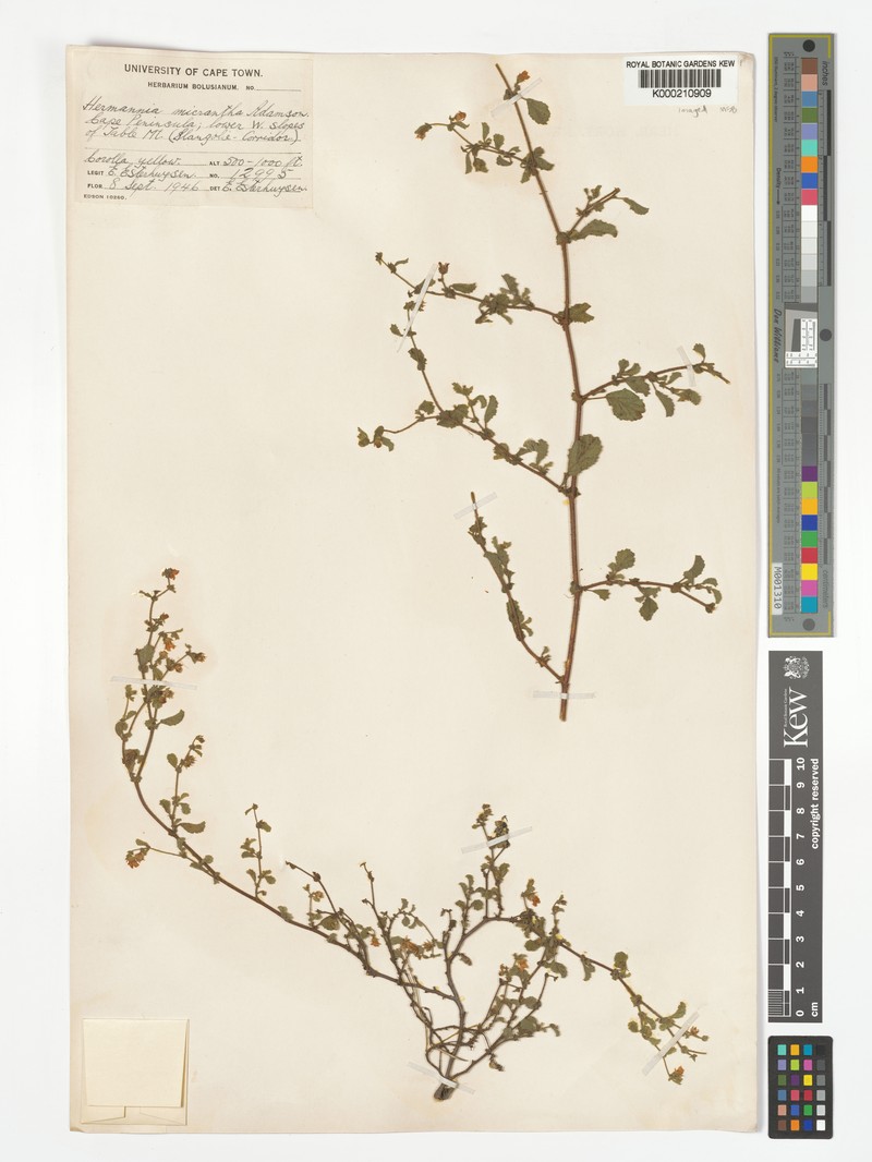 Hermannia micrantha photo 6