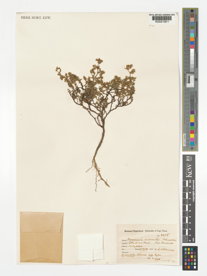 Hermannia micrantha photo 7