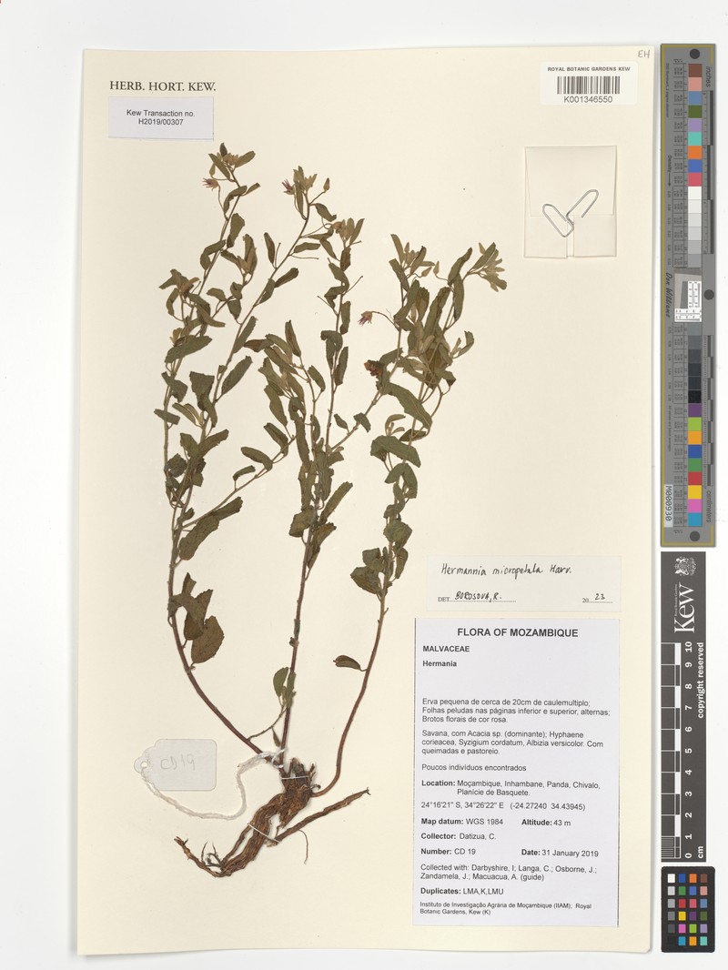 Hermannia micropetala photo 2