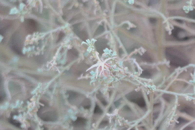 Hermannia minimifolia