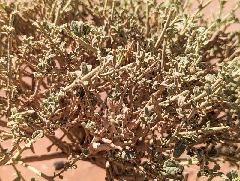 Hermannia minimifolia photo 2