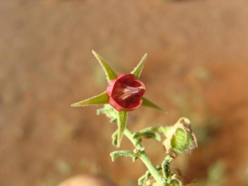 Hermannia minimifolia photo 8