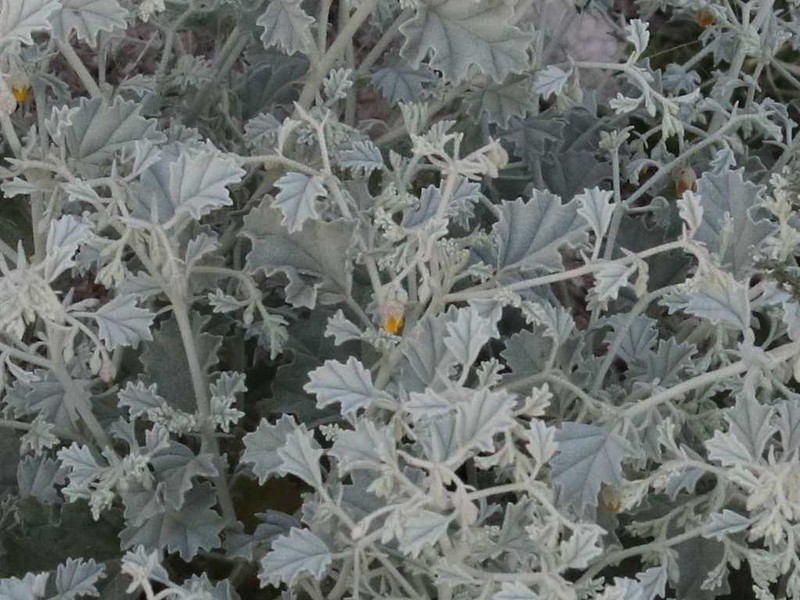 Hermannia minutiflora photo 2