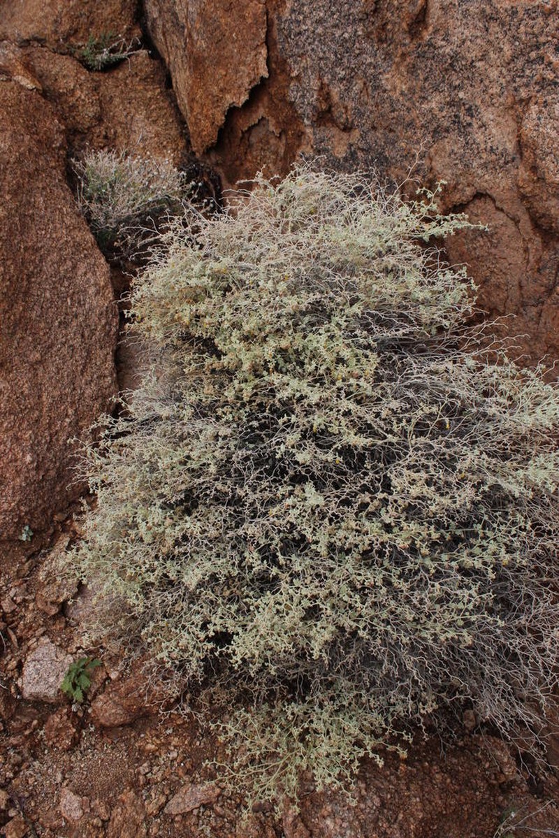Hermannia minutiflora photo 4