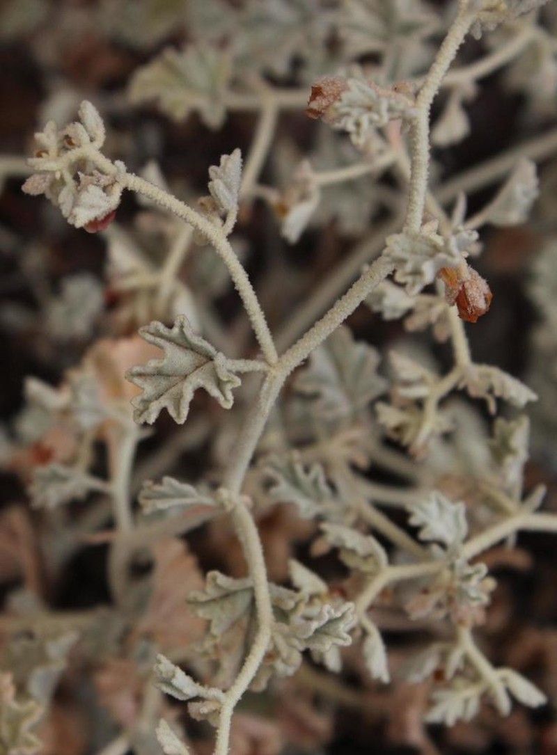 Hermannia minutiflora photo 8
