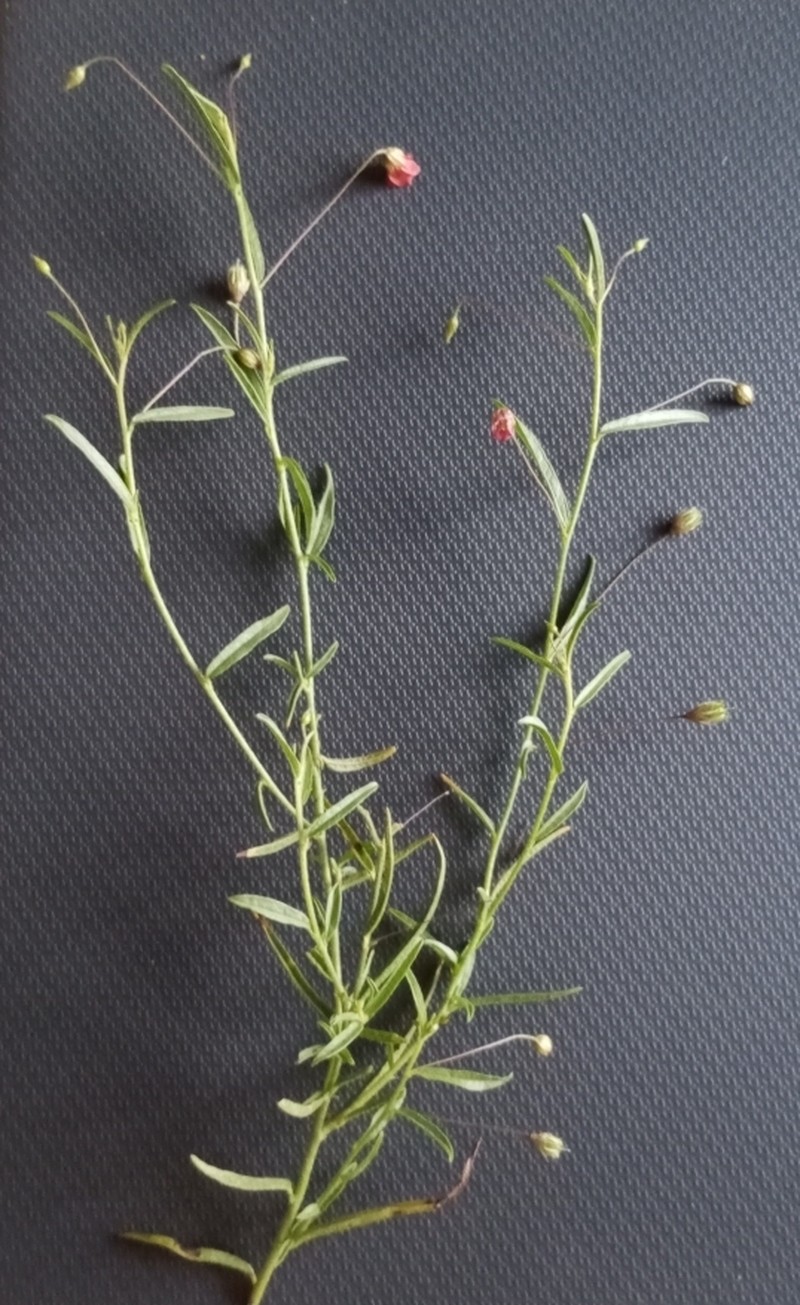 Hermannia modesta
