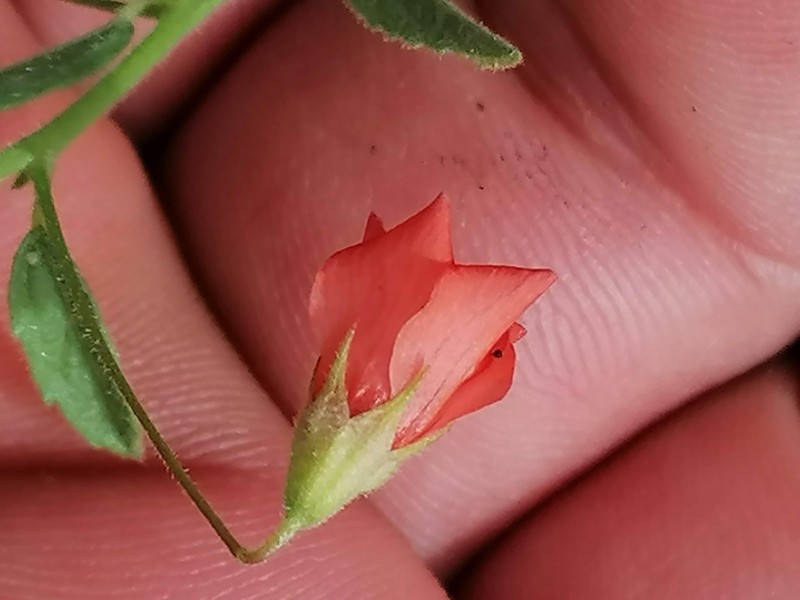 Hermannia modesta photo 2