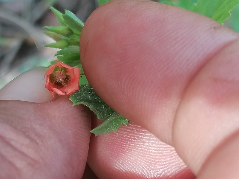 Hermannia modesta photo 3