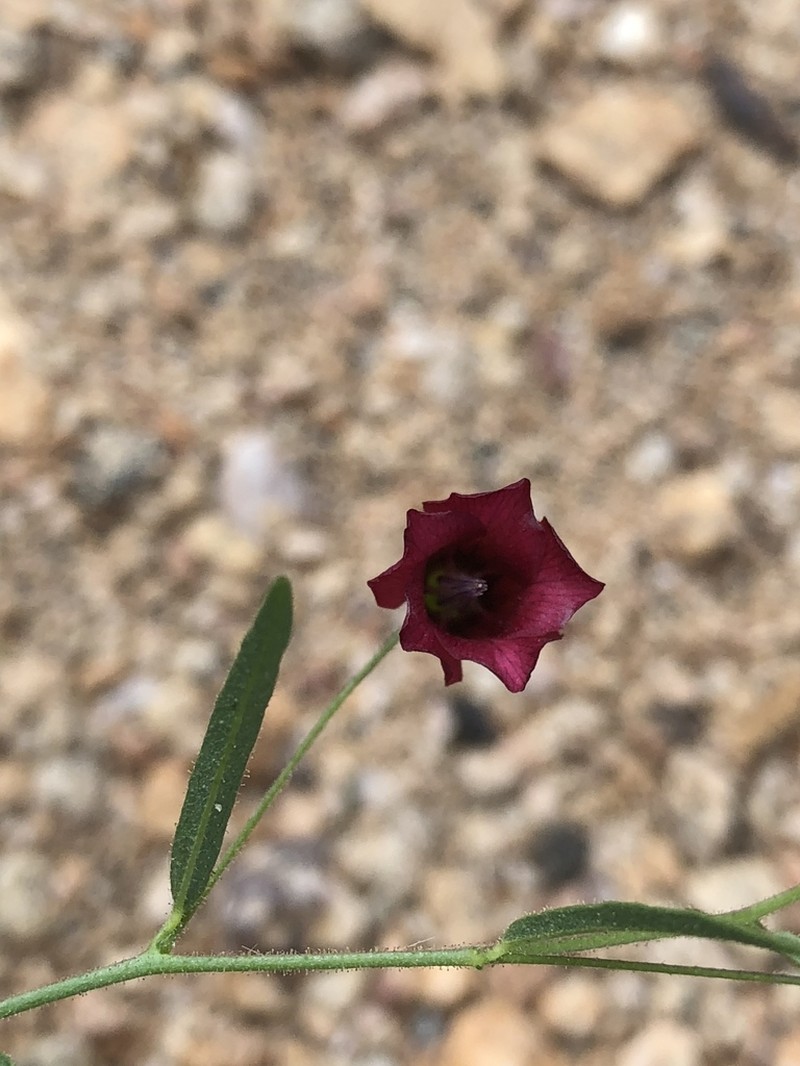 Hermannia modesta photo 4