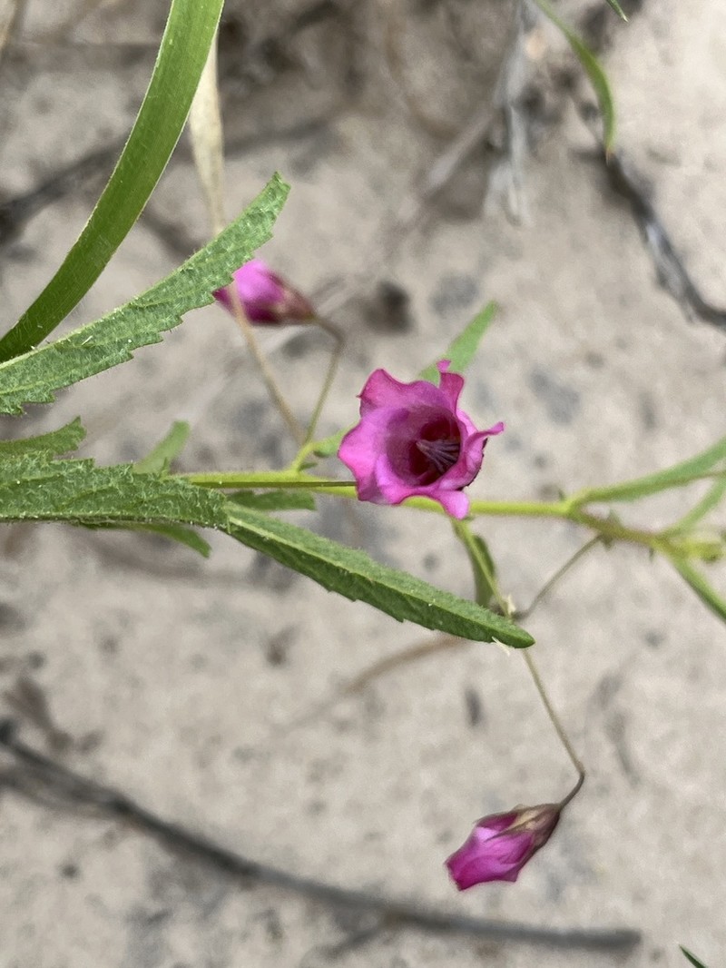 Hermannia modesta photo 5