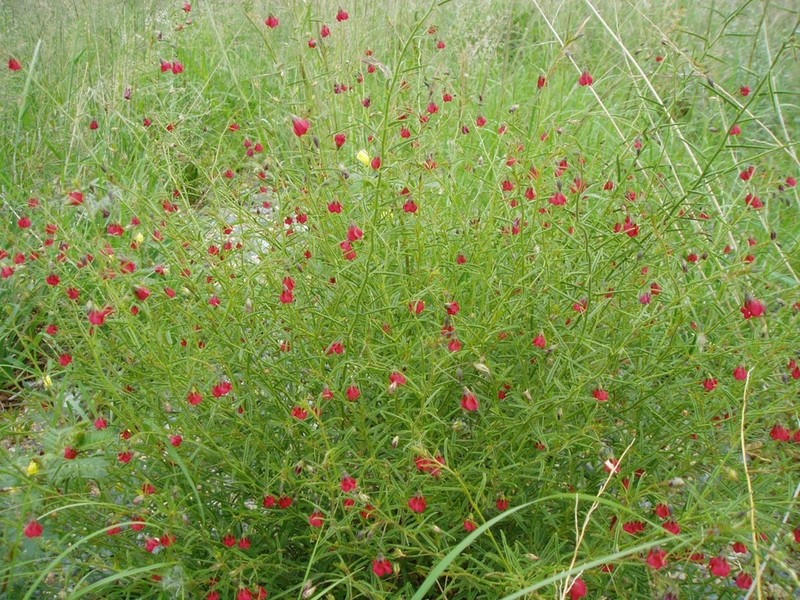 Hermannia modesta photo 6
