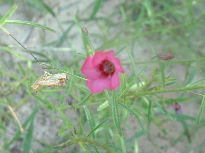 Hermannia modesta photo 7