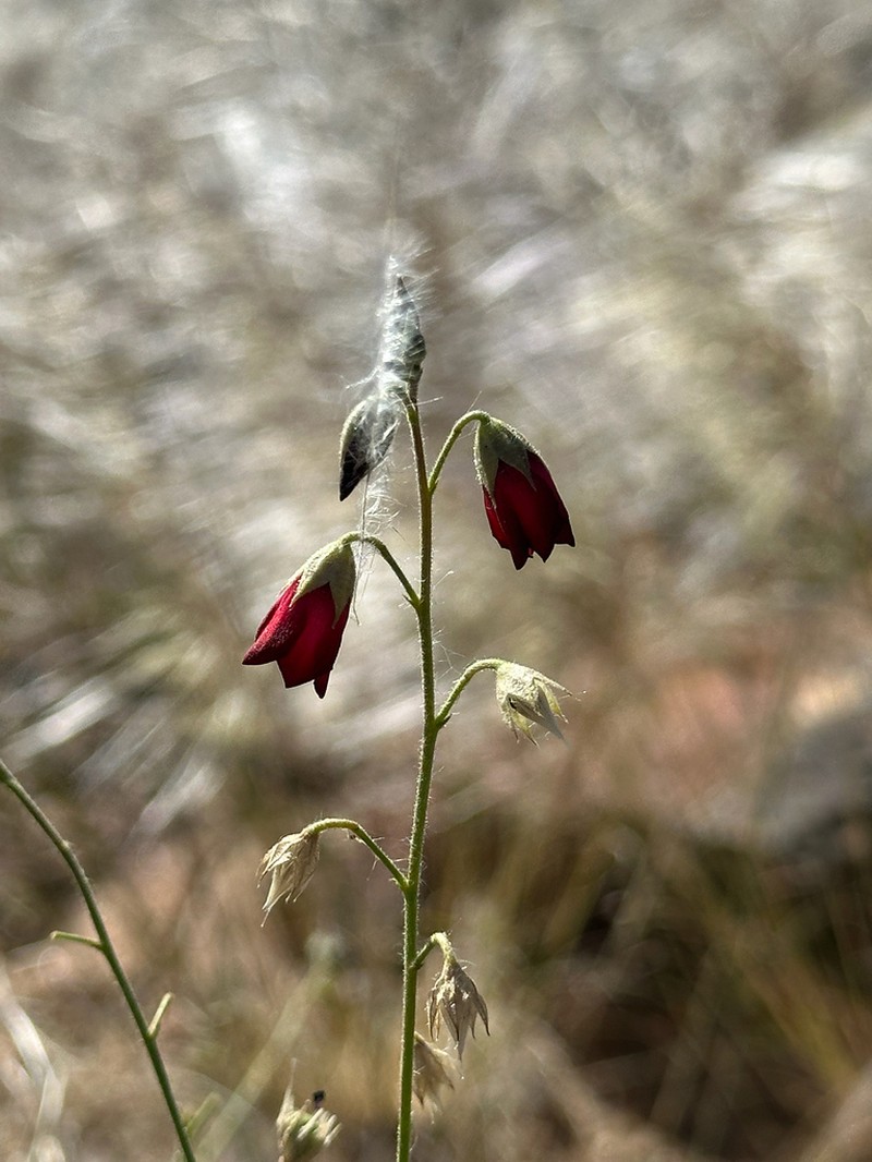 Hermannia modesta photo 8