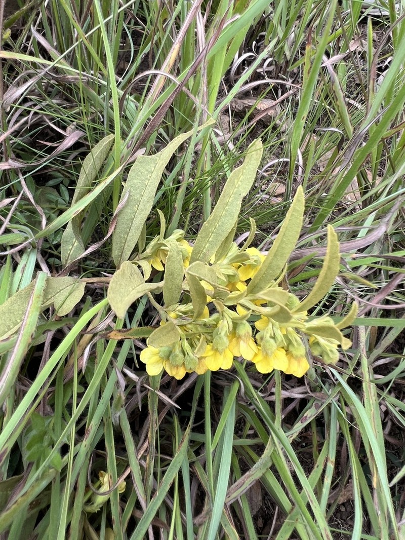 Hermannia montana