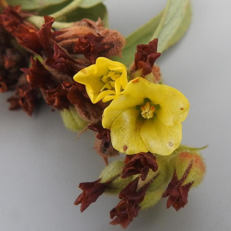 Hermannia montana photo 2