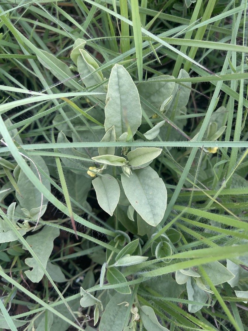 Hermannia montana photo 3
