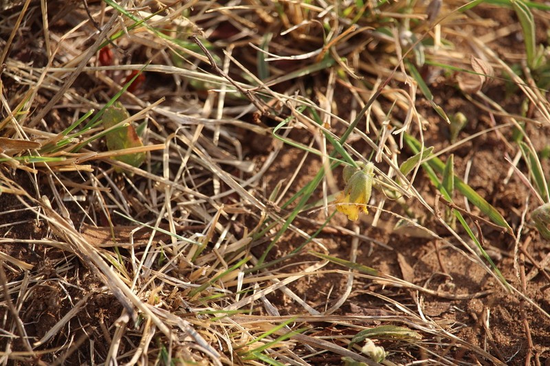 Hermannia montana photo 4