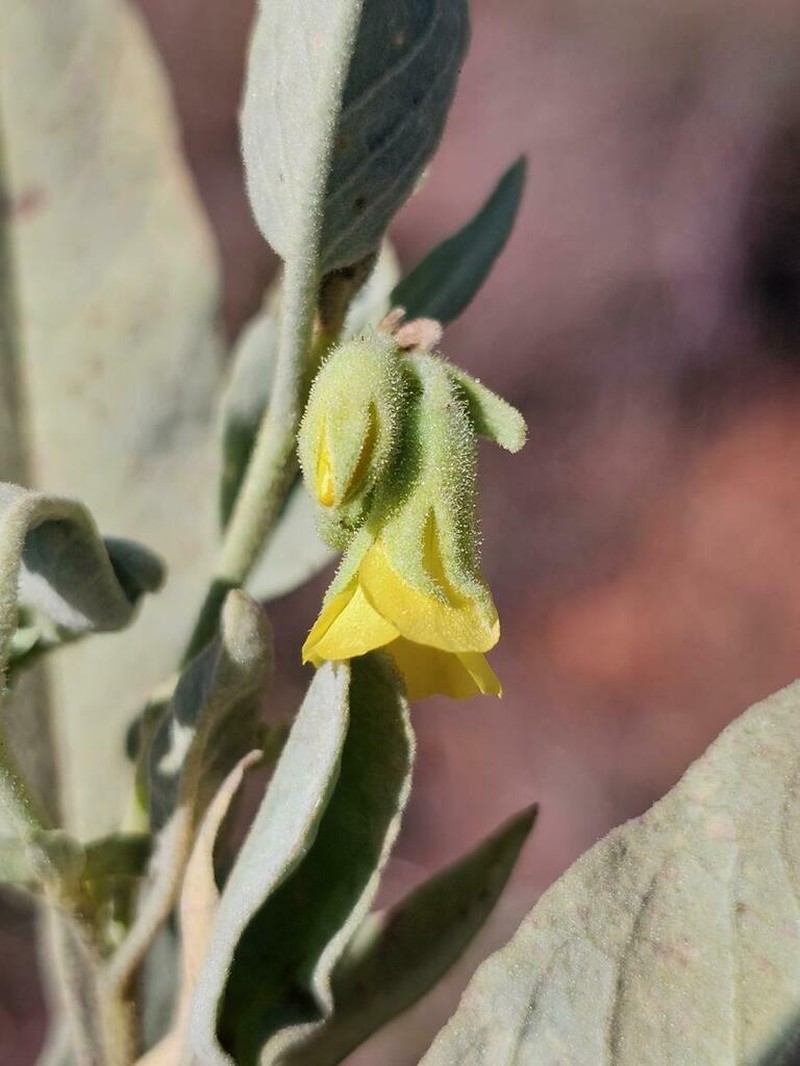 Hermannia montana photo 5