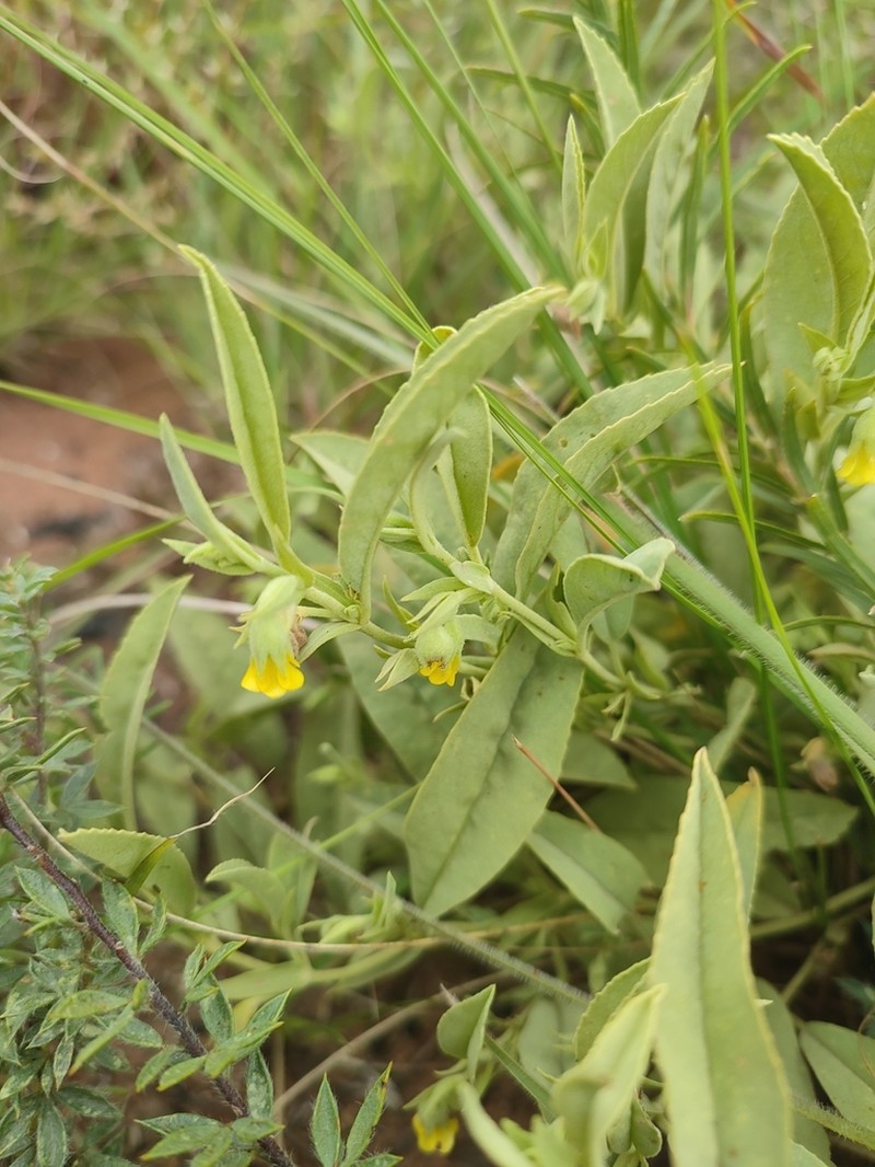Hermannia montana photo 6