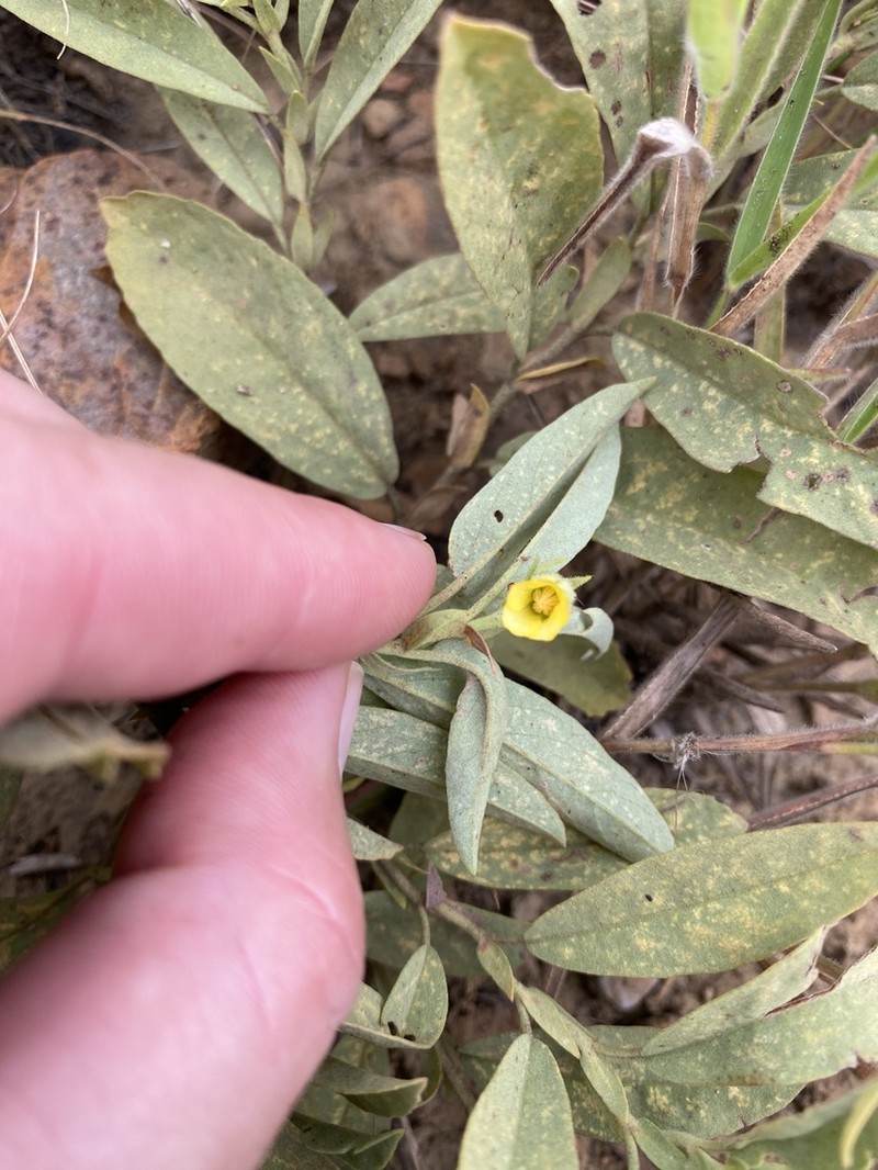 Hermannia montana photo 8