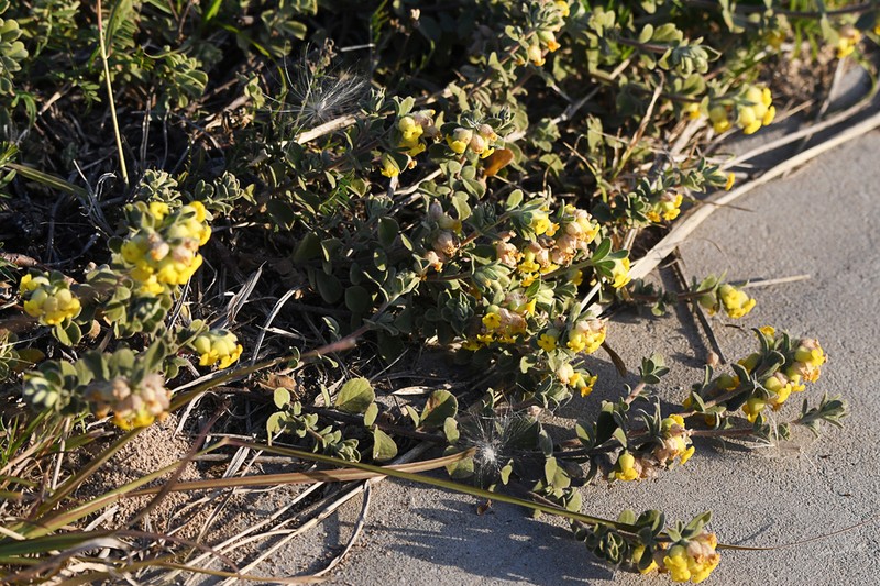 Hermannia mucronulata